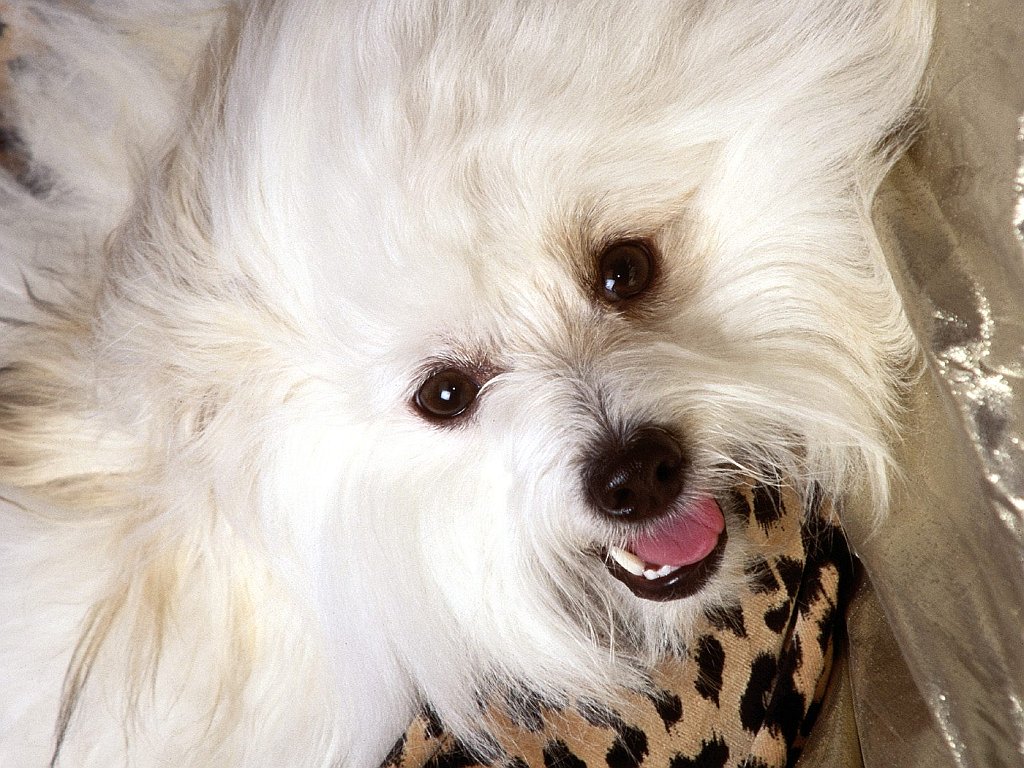 Baby, Coton D' Tulear